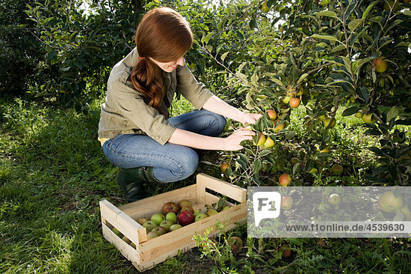 Young woman picking fresh apples