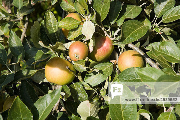 Apples growing in orchard