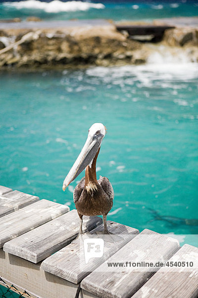 Pelican  Curacao  Antilles