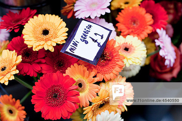 Colourful Gerbera flowers