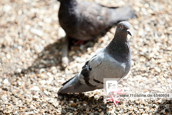 Pigeons