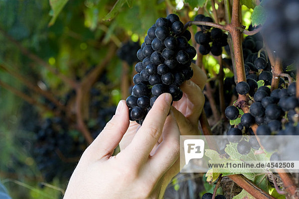 Mittlere erwachsene Frau im Weinberg mit Reben und schwarzen Trauben