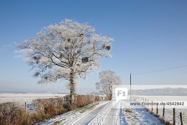 Country road in the snow  near Lochmaben  Dumfries and Galloway  Scotland  UK