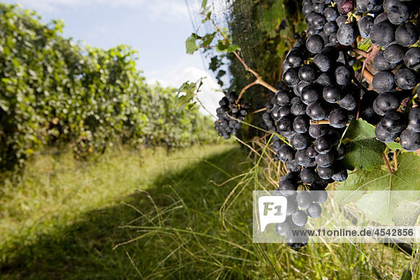 Schwarze Trauben auf Rebflächen in Weingarten