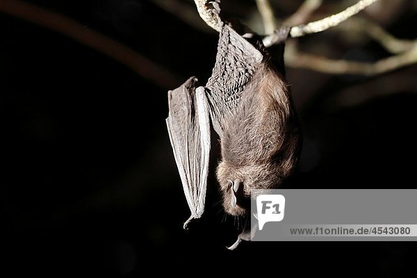 Augen Baum Braun Fledermaus Fledermause