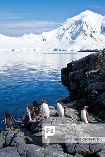 Gentoo penguins Pygoscelis papua in Antarctica  Southern Ocean MORE INFO The gentoo penguin is the third largest of all penguins worldwide  with adult gentoos reaching a height of 51 to 90 cm 20-36 in There are an estimated 80 000 breeding gentoo penguin