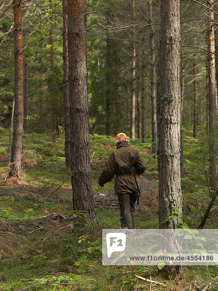 gehen Wald Jagd