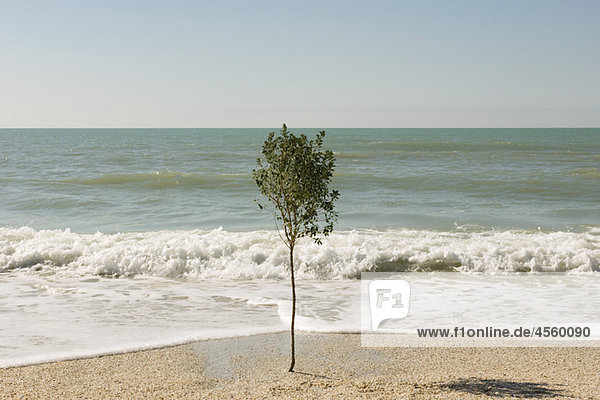 Einsamer Baum  der am Strand am Rande des Wassers wächst.