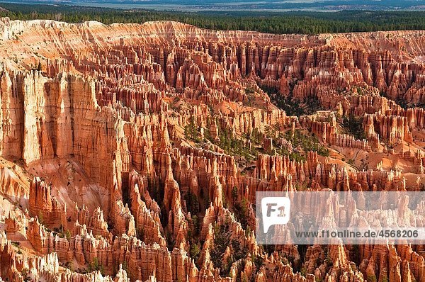 Bryce Canyon National Park  Bryce Point  Amphitheater  Rock formations and hoodoos in the morning  Utah  USA