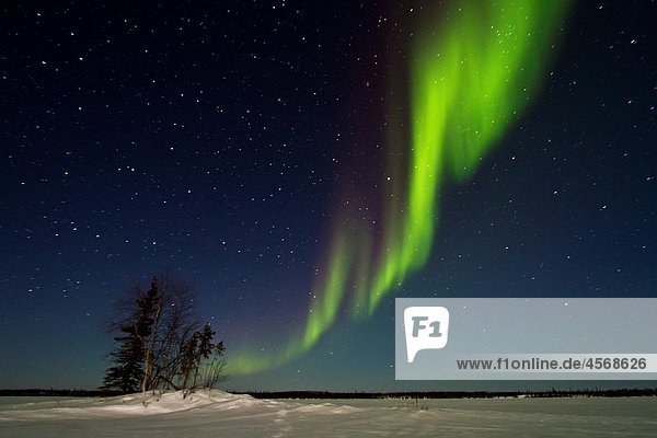 Aurora Borealis Northern Polar Lights over the boreal forest outside Yellowknife  Northwest Territories  Canada  MORE INFO The term aurora borealis was coined by Pierre Gassendi in 1621 from the Roman goddess of dawn  Aurora  and the Greek name for north