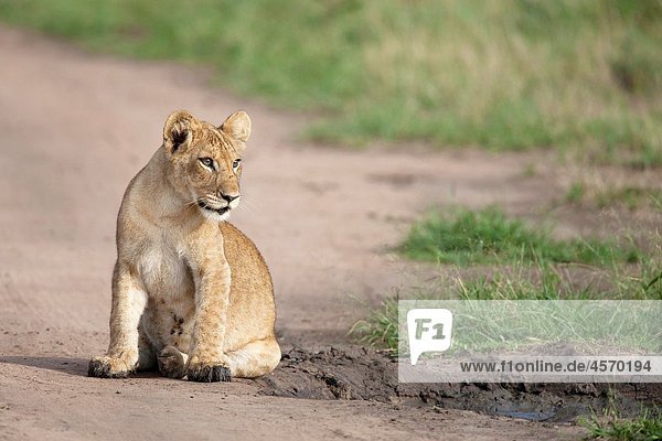 young Lion  Panthera leo  sitting at water hole  Queen Elizabeth National Park  Uganda
