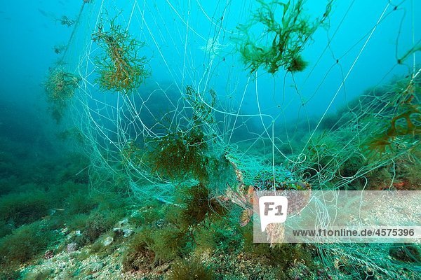 Rockfish trapped in lost Fishing Net  Scorpaena scrofa  Cap de Creus  Costa Brava  Spain