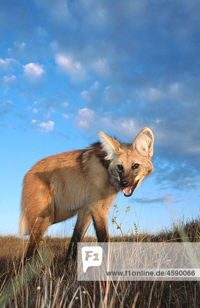 Maned Wolf Chrysocyon brachyurus , solitary and mainly nocturnal ...