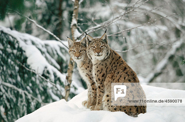 Lynx (Felis lynx lynx)