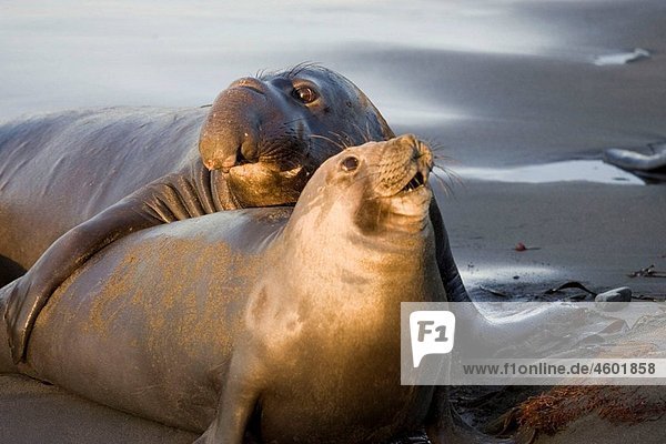 Elephant Seal mate on San Simeon Beach  California  USA