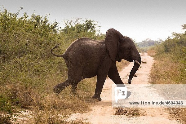 Elephant (Loxodonta africana)  Uganda  Africa.