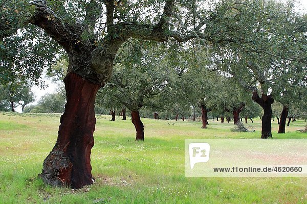 Cork oak in Monfrague Natural Park. Caceres province. Extremadura. Spain.