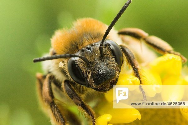 Bee  Evora  Portugal