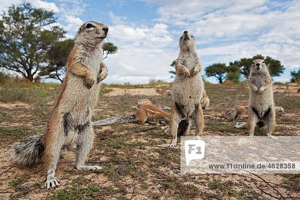 Afrika Botswana Mabuasehube afrikanisches Erdhörnchen im grenzüberschreitenden Park kgalagadi