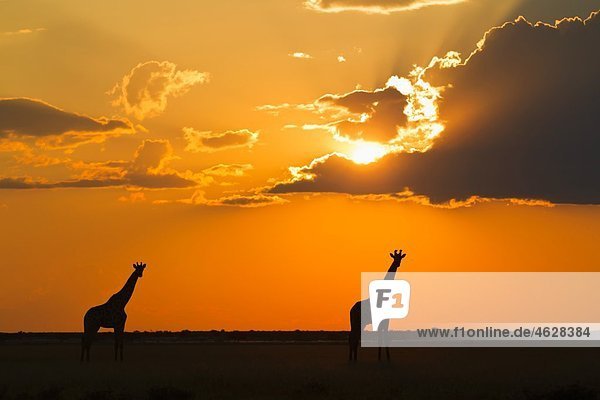 Afrika  Botswana  Giraffen im zentralen Kalahari Wildreservat bei Sonnenuntergang