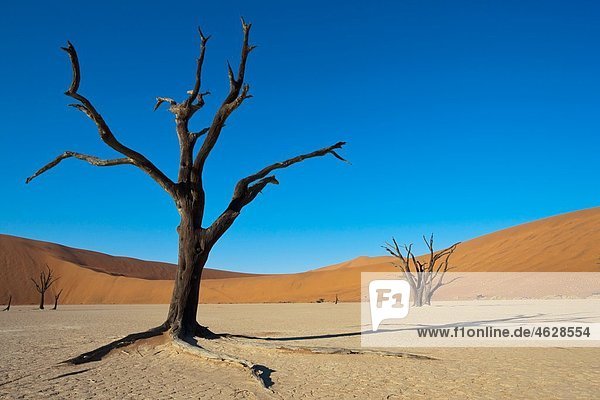 Afrika  Namibia  Namib Naukluft Nationalpark  Toter Baum in der Namibwüste