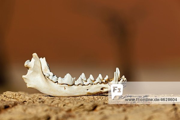 Africa  Namibia  Namib Naukluft National Park  Lower jaw of a Jackal in the namib desert
