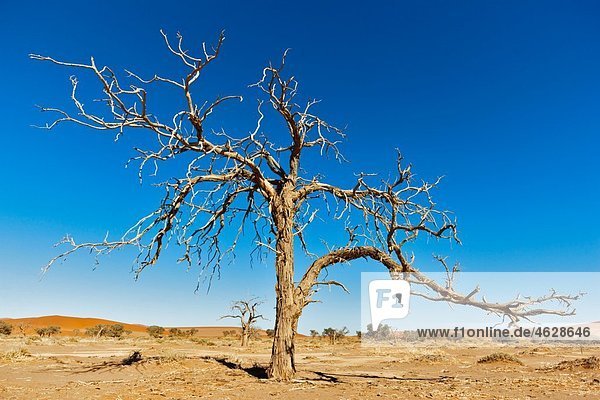 Afrika  Namibia  Namib Naukluft Nationalpark  Kameldornbaum in der Namibwüste