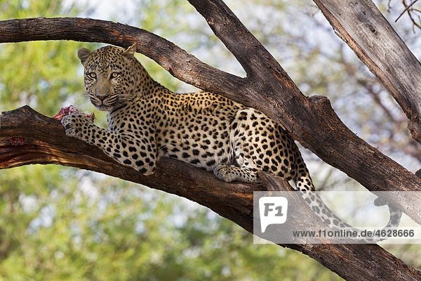 Afrika  Namibia  Nahaufnahme von Leopard auf einem Baum
