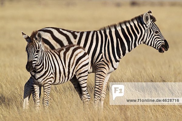 Afrika  Namibia  Burchell's Zebra mit Fohlen im Etosha Nationalpark