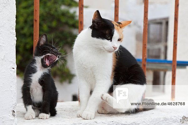 Europa  Griechenland  Kykladen  Santorini  Katze und Kätzchen auf der Wand sitzend