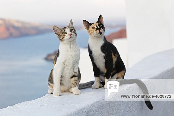Europa  Griechenland  Kykladen  Santorini  Katzen in den Straßen von Oia