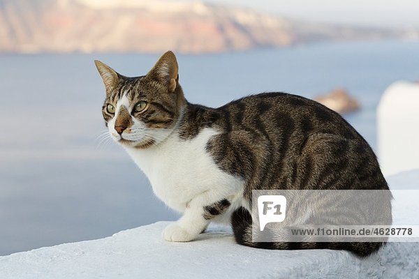 Europa  Griechenland  Kykladen  Santorini  Katze in den Straßen von Oia