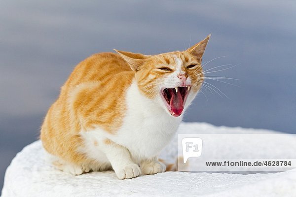 Europa Griechenland Kykladen Santorini Katze in den Straßen von Oia