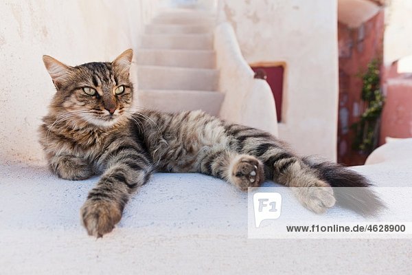 Europa  Griechenland  Kykladen  Thira  Santorini  Oia  Katze auf Wand liegend