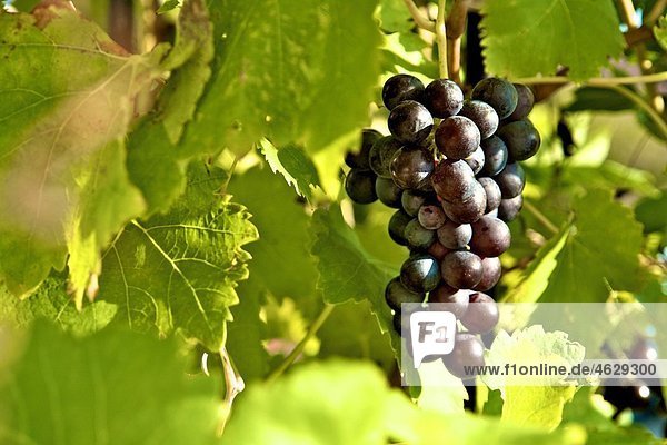 Germany  grapes on vine  close up