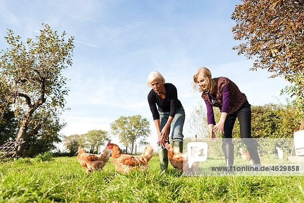 Women together trying to catch hens in the farm