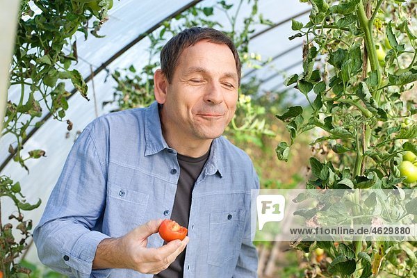 Mature man tasting tomato at the farm