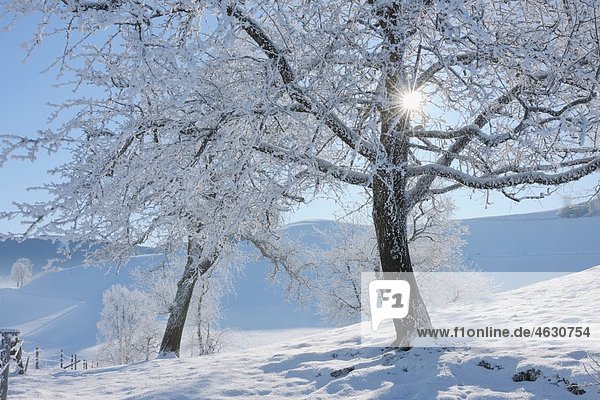 Europa  Schweiz  Kanton Zug  Baumansicht auf verschneiter Landschaft