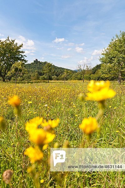 Deutschland  Rheinland-Pfalz  Pfalz  Blick auf Blumen- und Drachenfelsruine im Pfälzerwald