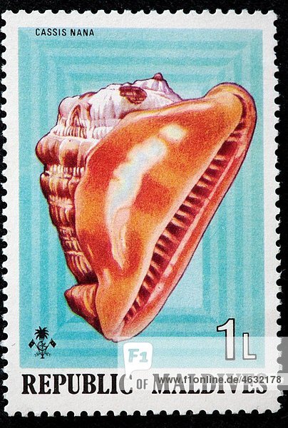Cassis Hypocassis nana  postage stamp  republic of Maldives