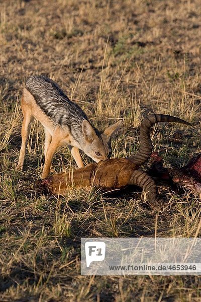 A black-backed jackal scavenges on the insides of a lionÂ¥s kill