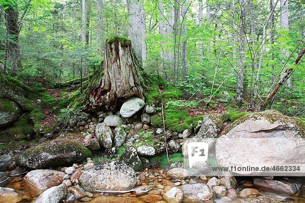 Decaying tree stump along the Hancock Branch Brook in Lincoln  New Hampshire USA.
