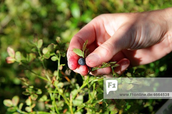 Hand picking blueberries Vaccinium myrtillus in a forest in Sweden