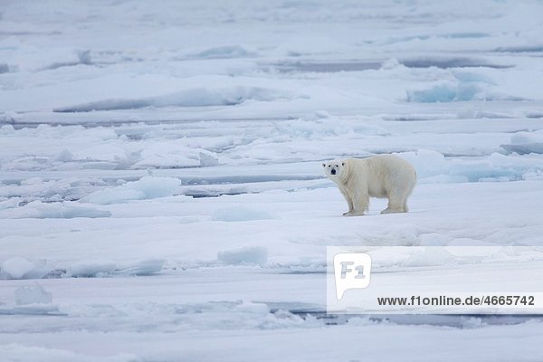Polar Bear  Ursus maritimus  standing on ice floe in arctic landscape  Spitsbergen  Svalbard