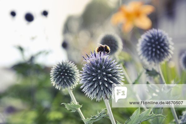 Closeup auf blooming blumen