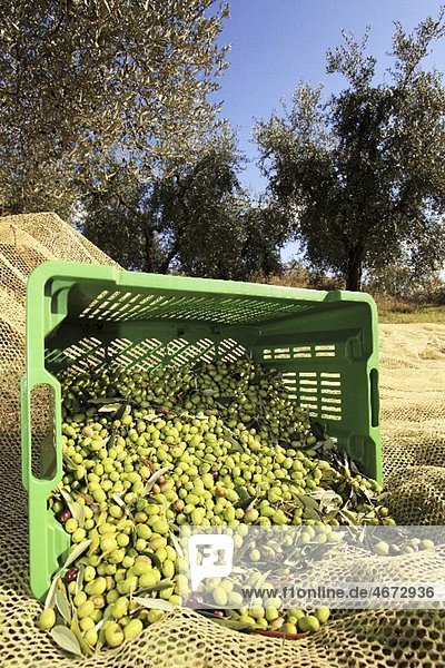 Geerntete Oliven im Korb  Perugia  Umbrien  Italien