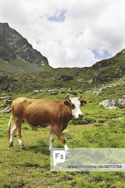Kuh auf der Almweide