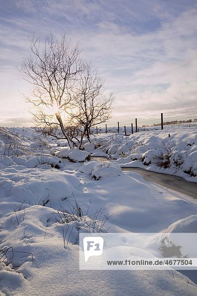 leer  Schnee  Tischset  Baum  Großbritannien  Winterurlaub  Fluss  Öde  gefroren  Moor  Schottland  Sonne