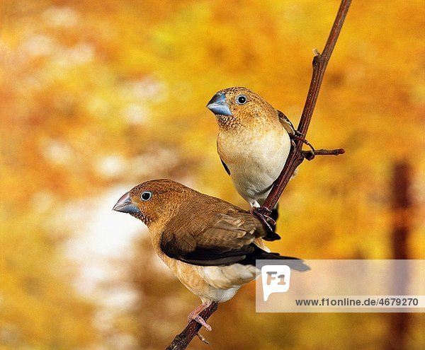 AFRICAN SILVERBILL lonchura cantans  PAIR STANDING ON BRANCH