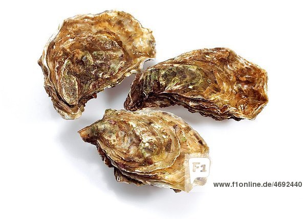 FRENCH OYSTER MARENNES D´OLERON ostrea edulis AGAINST WHITE BACKGROUND